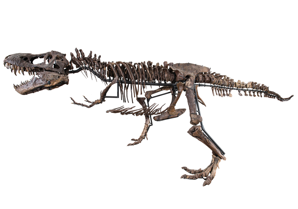 TE-036_Roosevelt_Specimen_RGB